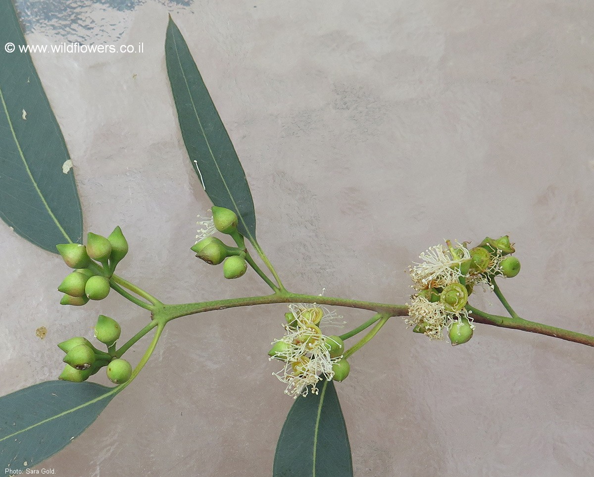 Eucalyptus camaldulensis subsp. subcinerea